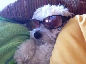 Teddy the dog in sunglasses — Azure's inspiration for pretty packaging